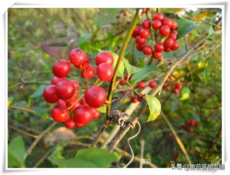 野生菝葜金刚刺,菝葜种植