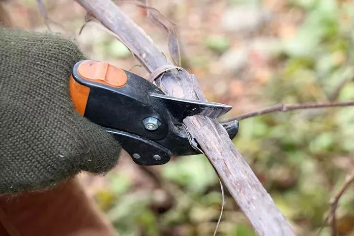 花卉上长了白色的虫怎么办,花卉上的白色小虫子