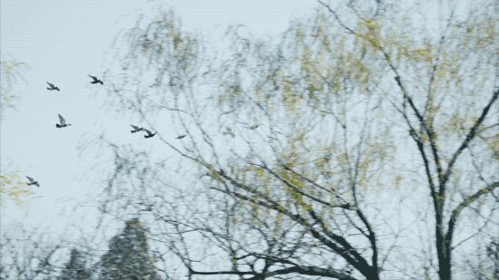 北京姑娘在西藏开民宿,北京姑娘在云南开民宿