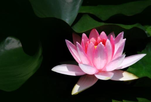 真正厉害的人懂得未雨绸缪,真正厉害的人是懂得隐忍的人