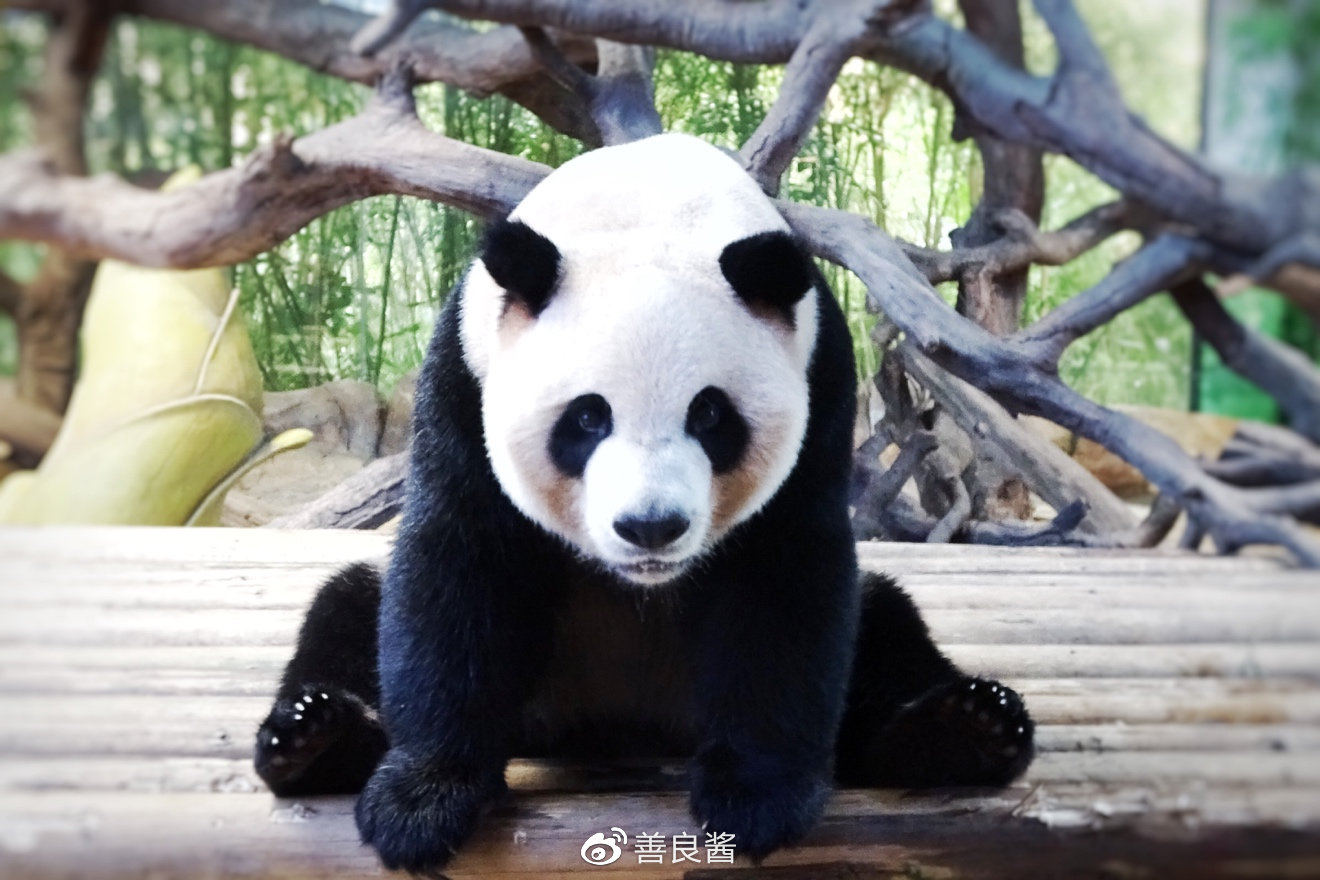 广州春节玩乐攻略,春节广州亲子游攻略