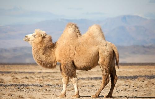 被誉为“沙漠之舟”的骆驼,仙人掌、断肠草都是它的食物