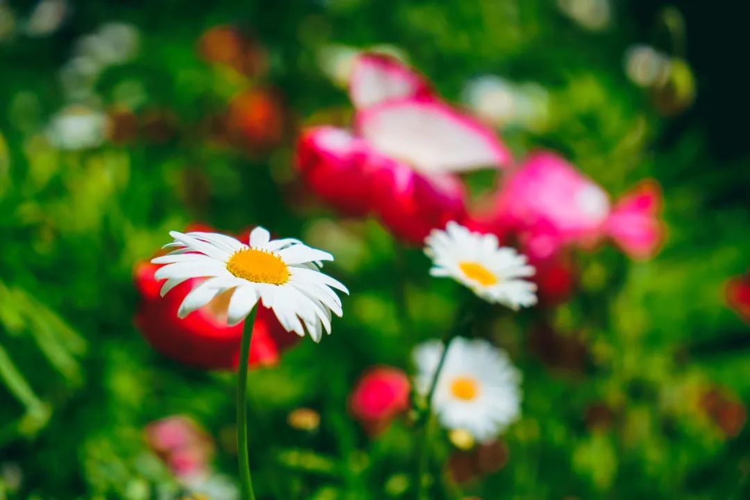 暑假来了！这个安全又宝藏的川西仙境，夏天只有15°