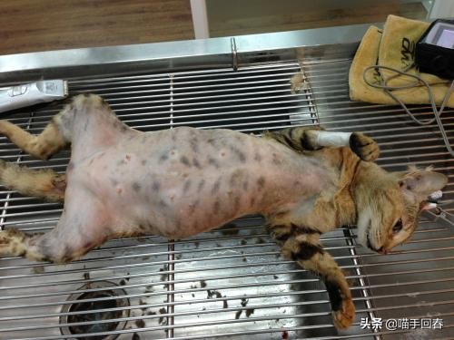 母猫难产在家怎么处理,母猫难产怎么解决