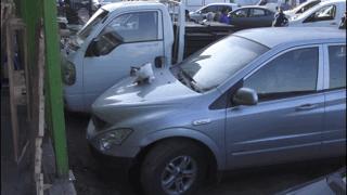 吸猫最高境界图片,吸猫最高境界完整视频