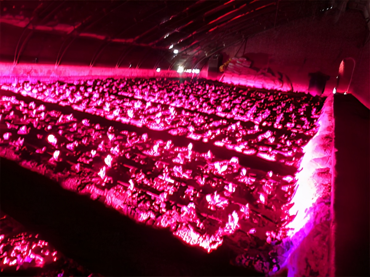 农村大姐32平蔬菜小工厂，只需洒水芽苗菜每隔4天收一茬，啥样