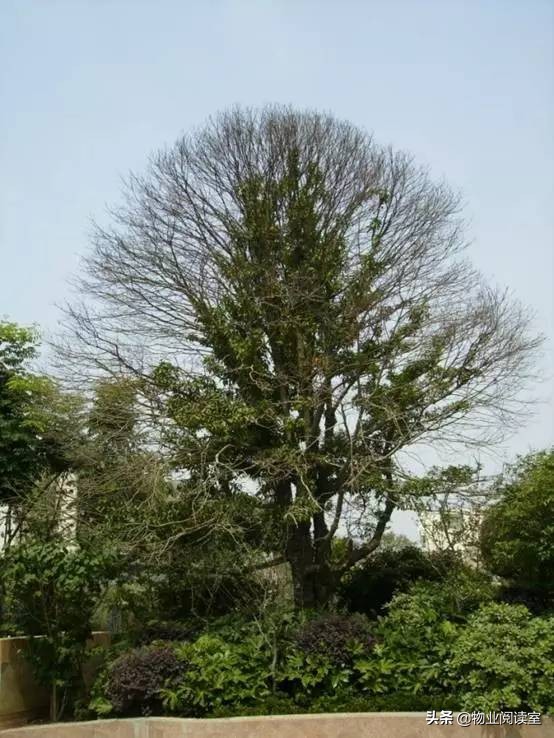 小区绿化养护一般做哪些工作,小区绿化养护需要什么资质