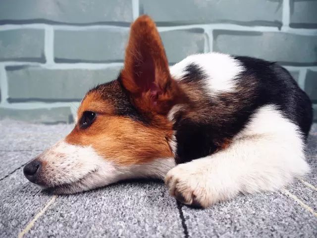 柯基生病了吃什么可以好,柯基幼犬生病了怎么办