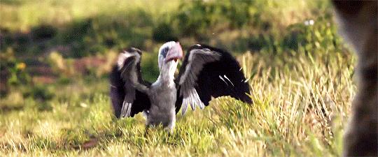 看狮子王电影,看电影狮子王