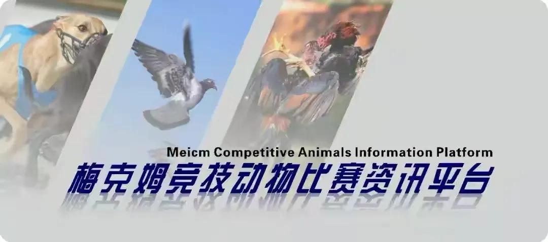 老龄鸽子调理,老种鸽消瘦怎么调理