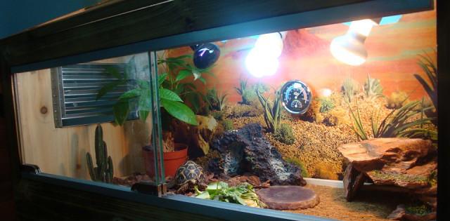 能允许养殖的陆龟,陆龟养殖环境越大越好吗