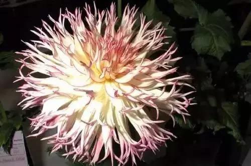 河南城市的市花有哪些花,全国56市市花图片