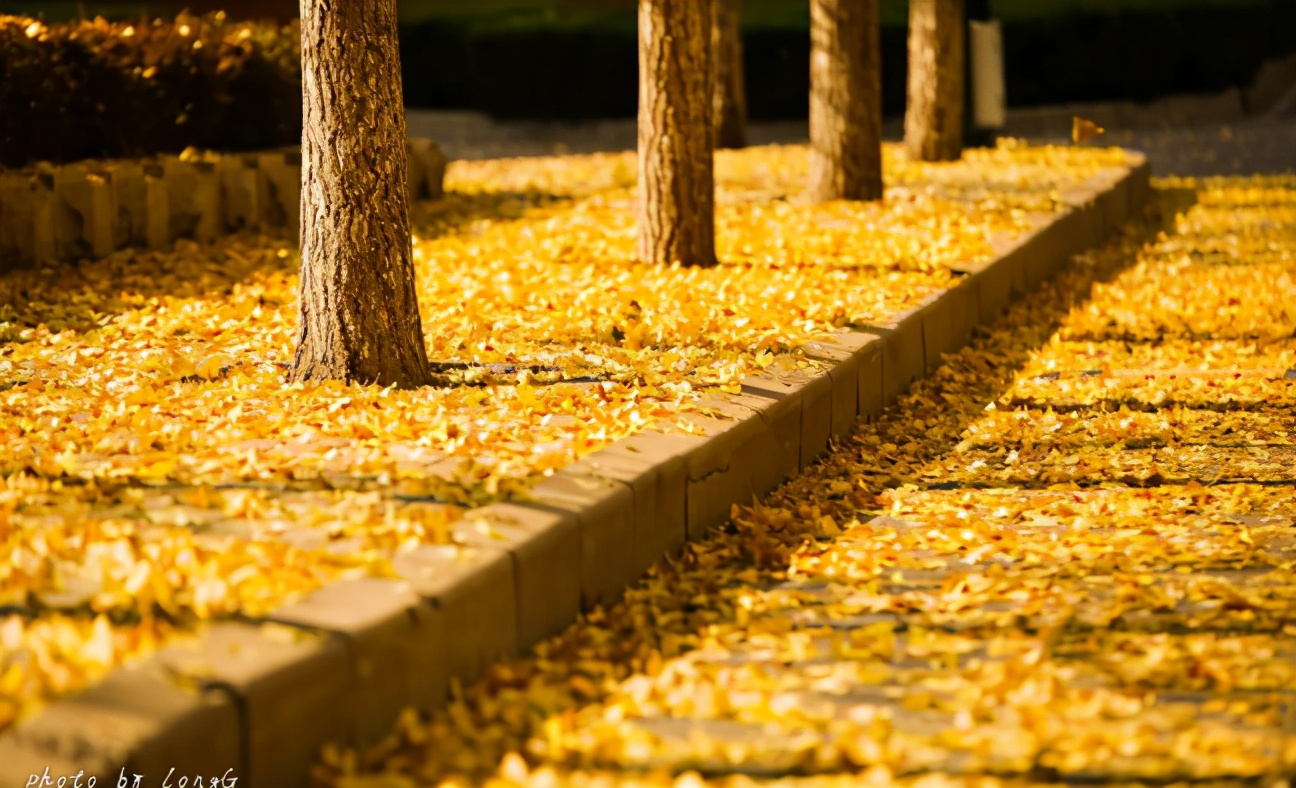 东北财经大学，一所实力不输211的老牌名校