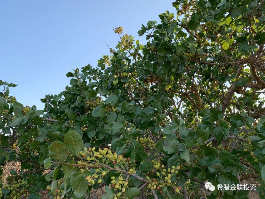 希腊农地价格,希腊土地多少钱一亩