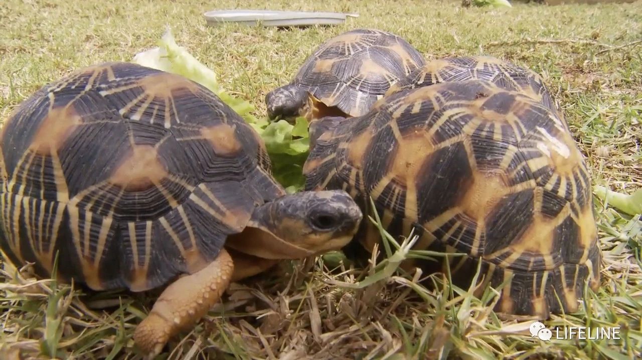 龟中“考拉”，请别让我们的孩子在博物馆见到它们...