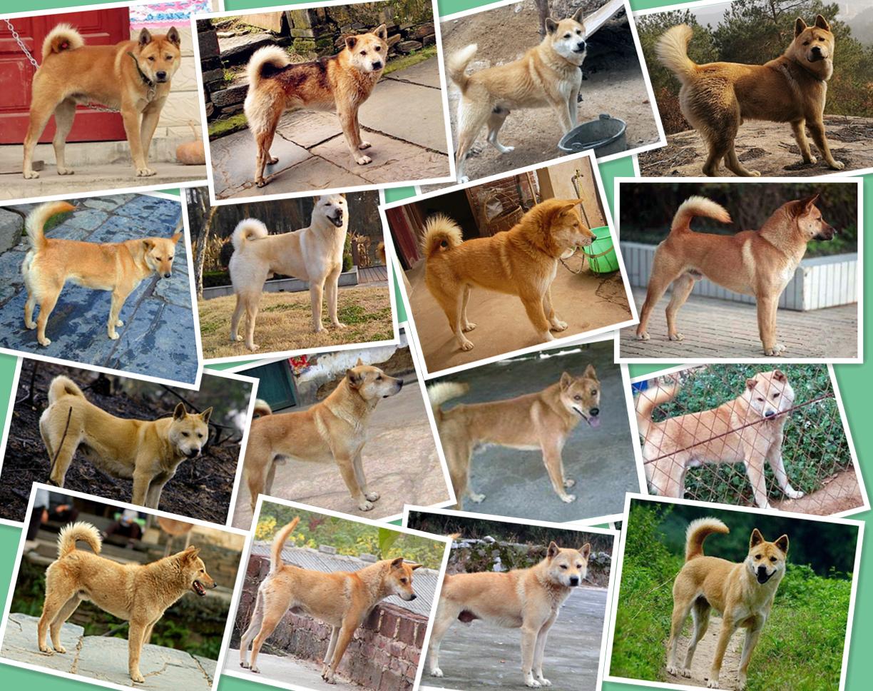 带你认识中华田园犬之五红犬,常见的中华田园犬有哪些