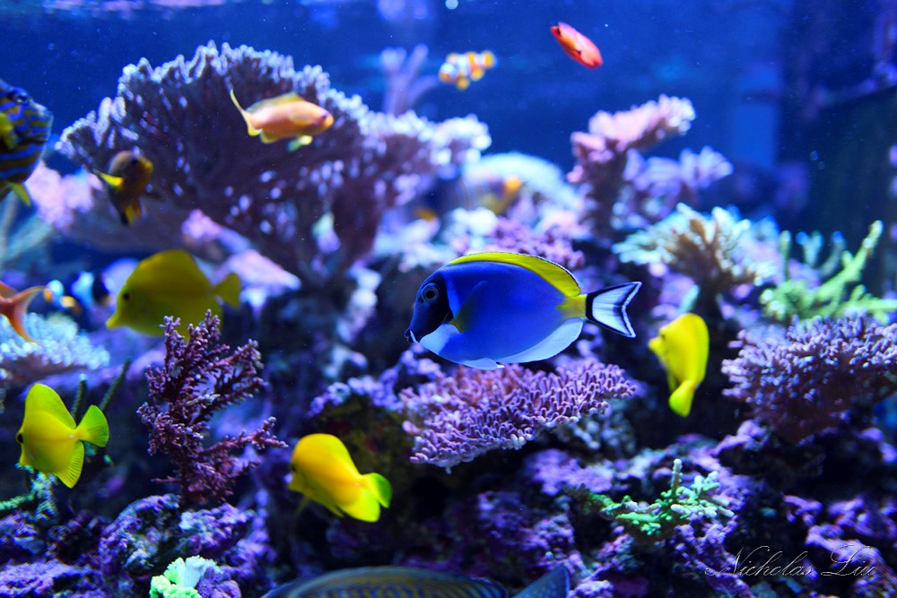 经典海水礁岩生态缸分享，180×120×60厘米三面观赏海缸