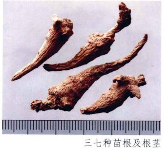 中药材真伪鉴别常用的方法有哪些,中药材真伪鉴别彩色图谱大全