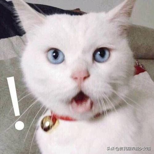 家里的猫咪只对一个人叫,家里猫咪凶不听话