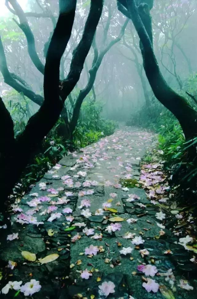 四月芳菲尽黄山杜鹃始盛开,人间四月芳菲尽高山杜鹃始盛开图