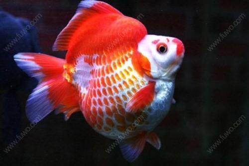 新手养金鱼品种首选,新手养金鱼什么品种好养