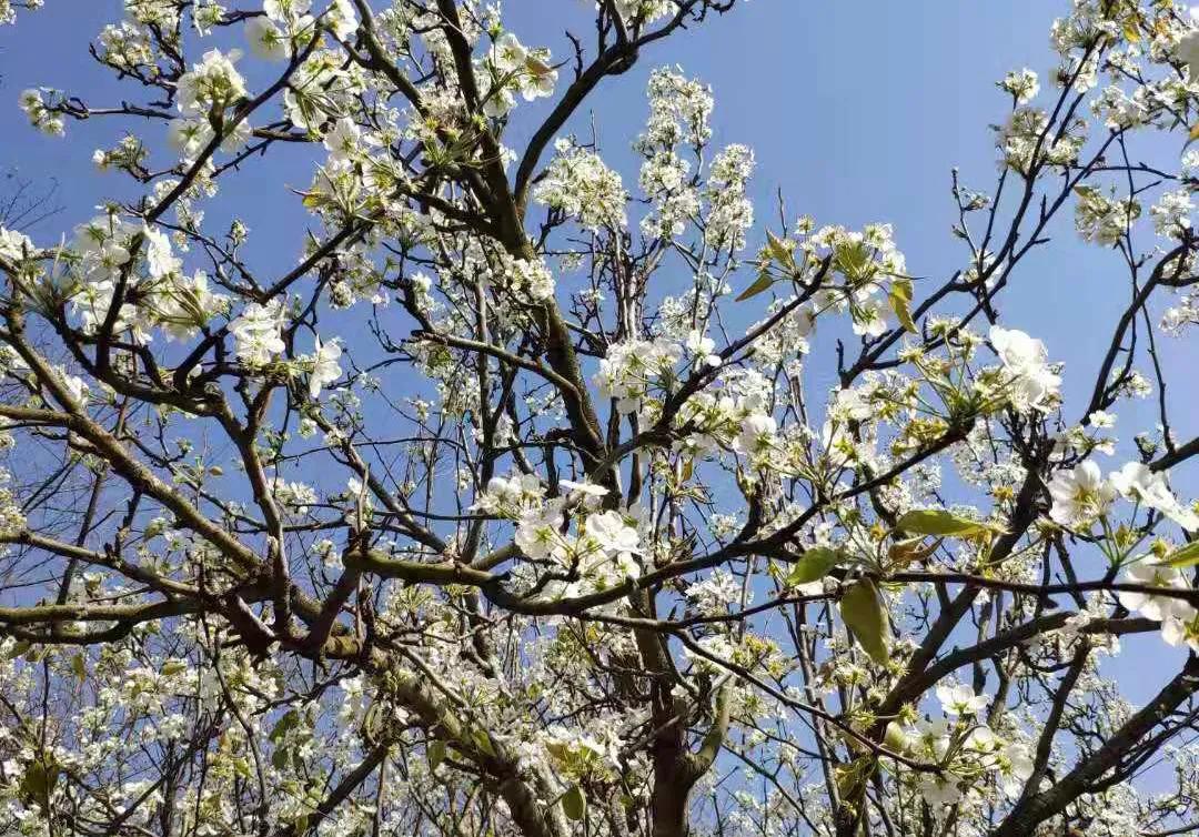 云南万溪冲景点,云南真实的桃花源村