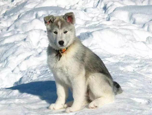 45种狗狗,45种狗狗很难得一见你认识几种