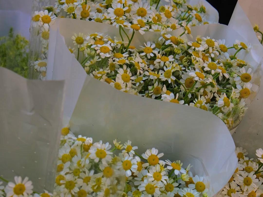 武汉花鸟市场买鸟,武汉花鸟市场的花便宜吗