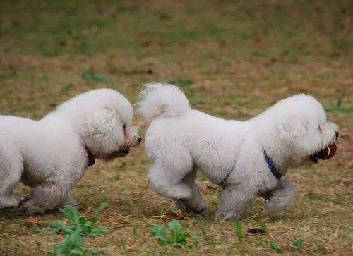 比熊主人示好的动作,比熊向宠主示好的动作