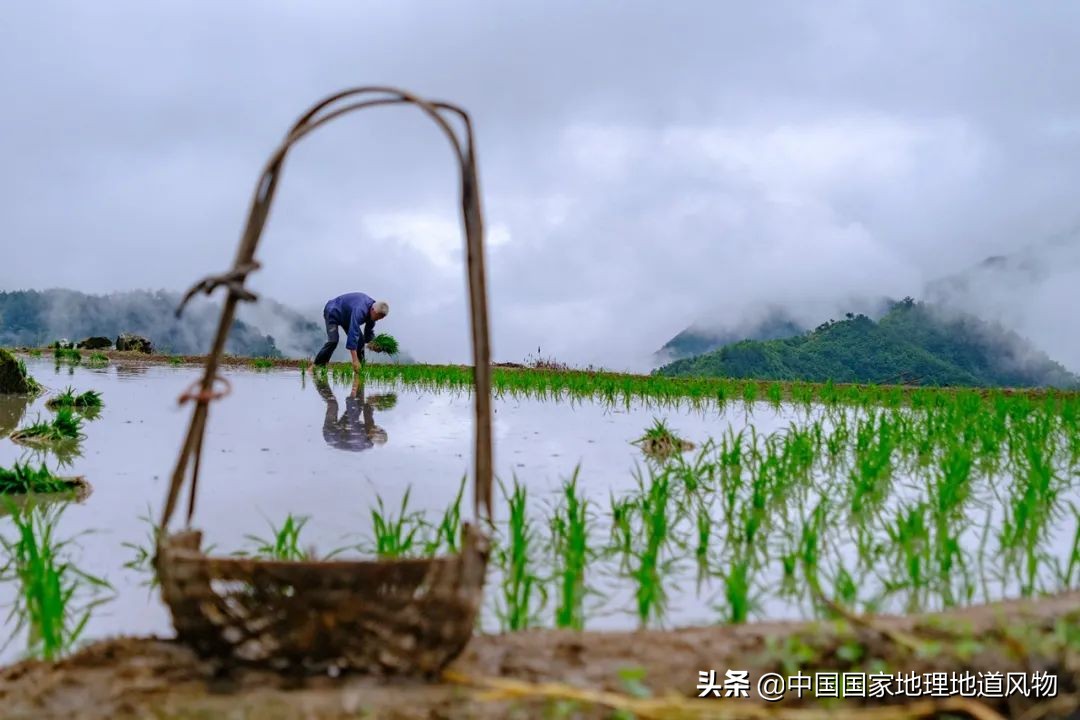 黑龙江和山东谁是农业大省,黑龙江和河南谁是第一粮仓