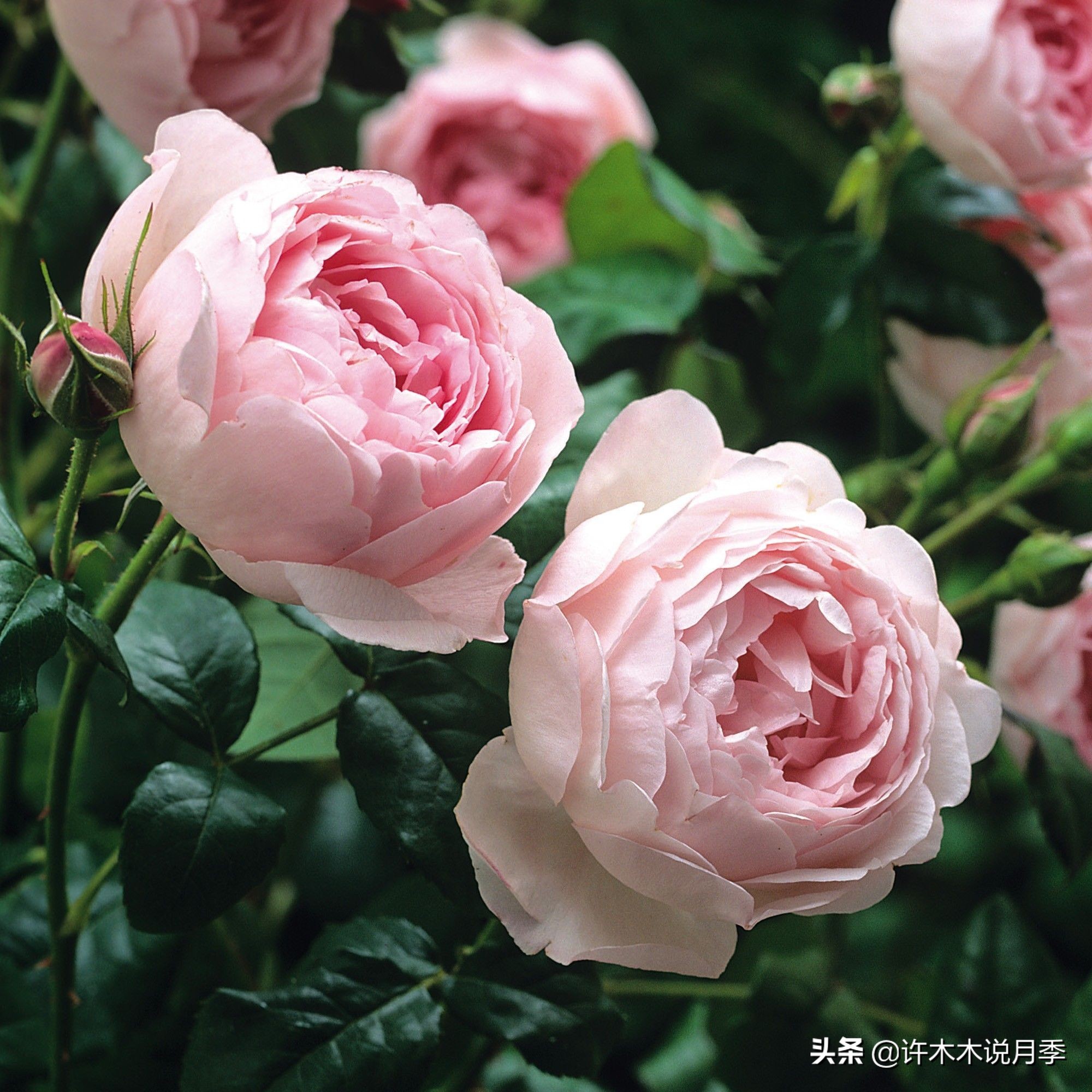 比较香又好养的月季 (颜值高又好养的月季适合阳台党的)