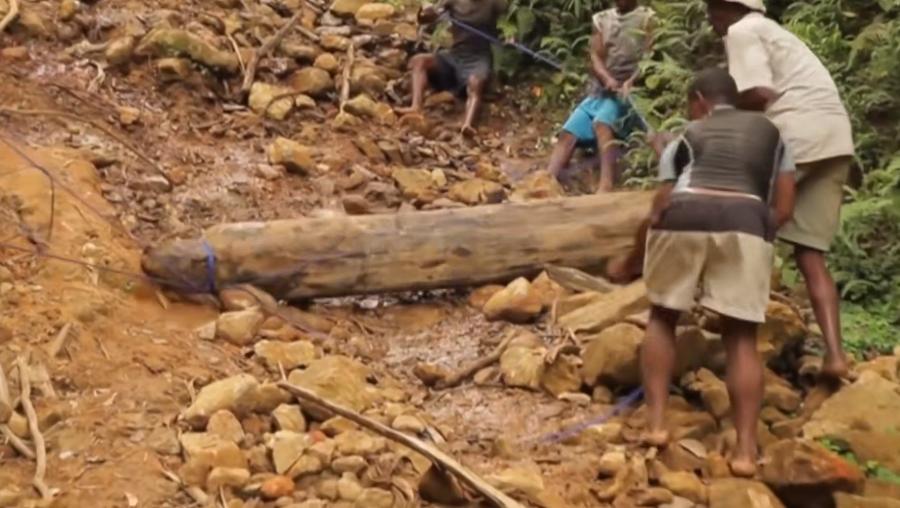 实拍非洲紫檀木*私走**全过程：护林员做*私走**，一根紫檀木赚三万