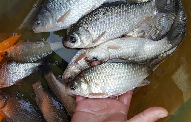 麝香科学钓鱼,麝香钓鱼的人可以服用吗