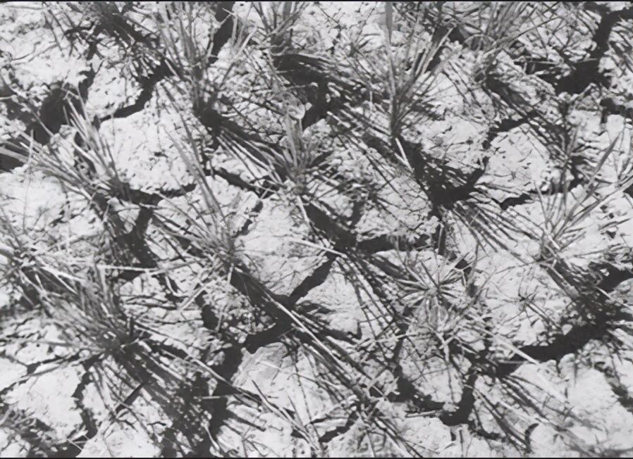 袁隆平为什么叫这个名字,袁隆平三个字意味着什么