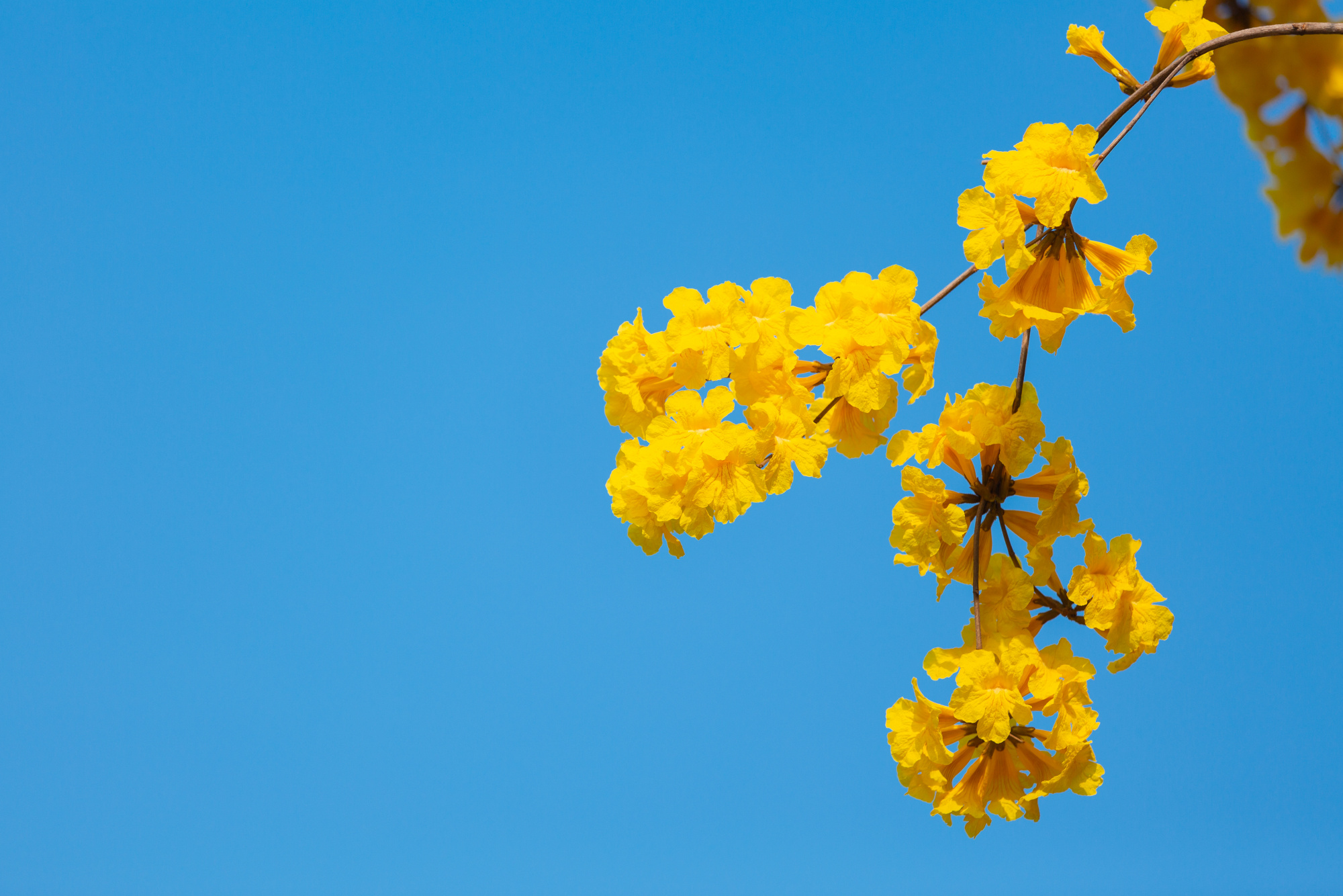 十二星座爱你到骨子里的表现狮子,什么行为会让对象失去耐心