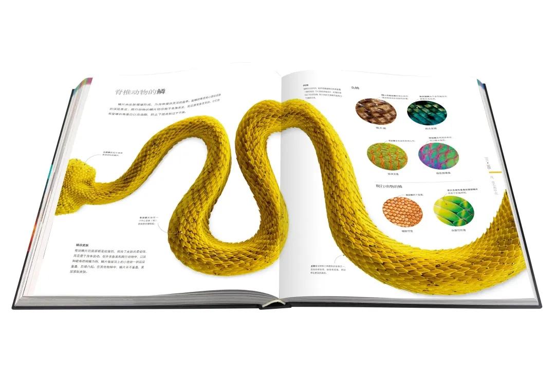 揭秘动物世界的“冷知识”,动物世界中的奇妙之处