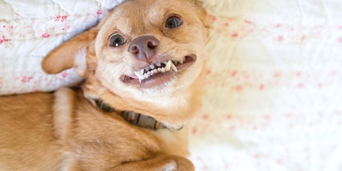 人不如狗系列——Instagram上身价最高的十只汪