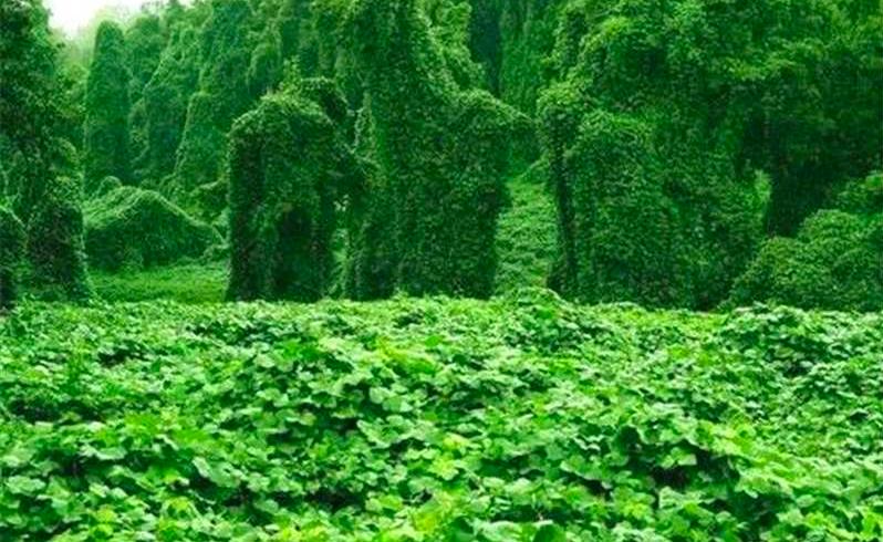 葛根在美国泛滥成灾,入侵美国的葛藤