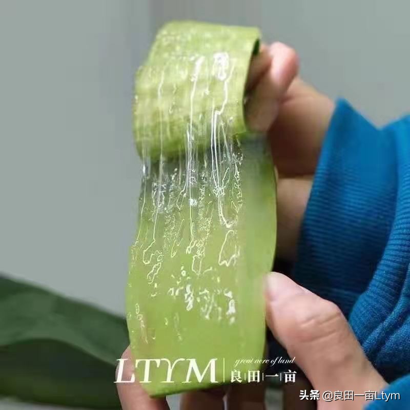 云南天然芦荟护肤品舒缓调理 (云南元江万亩芦荟基地的芦荟水)