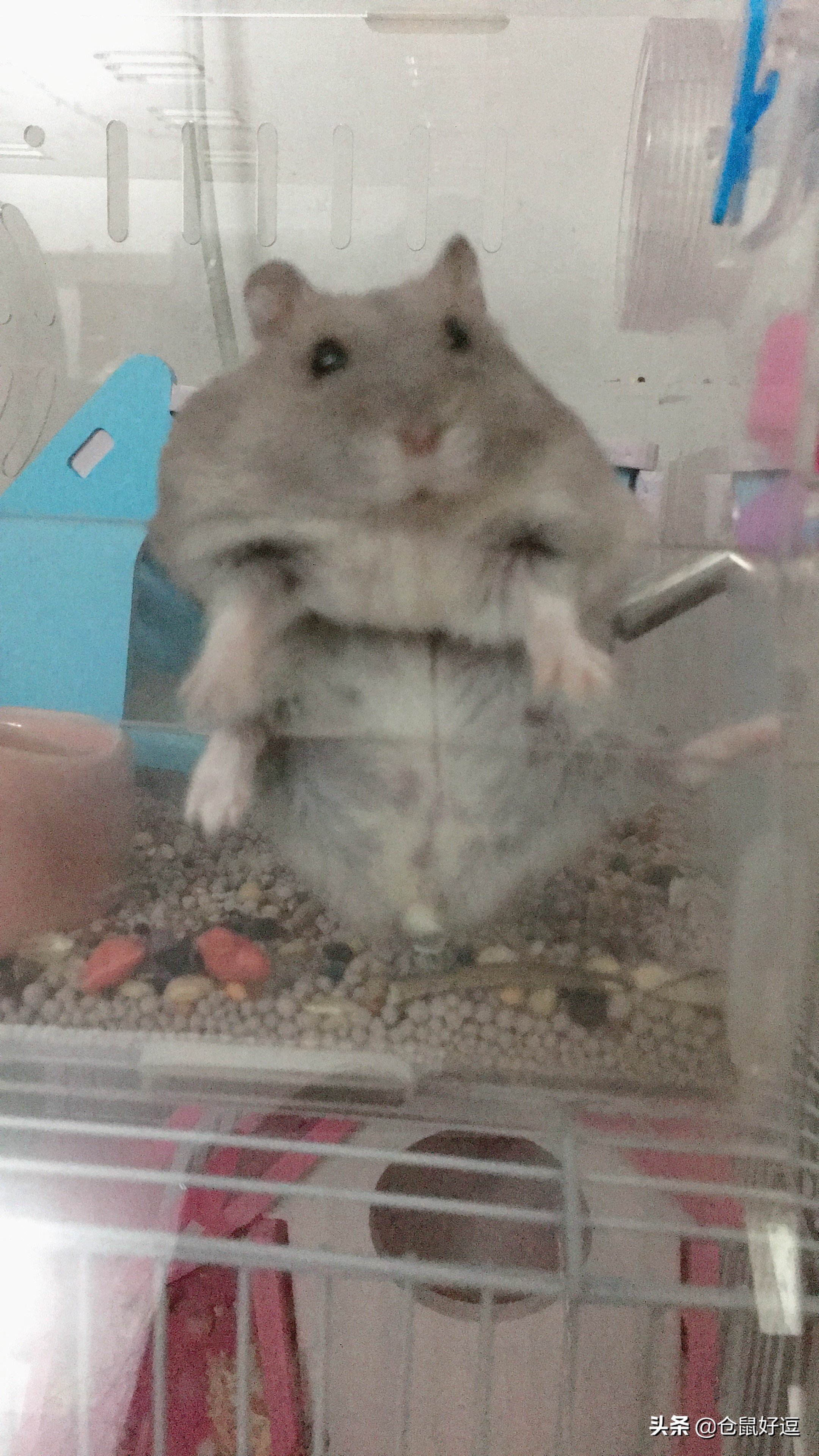 面包虫和瓜子怎么喂仓鼠,小仓鼠可以吃鼠粮吗