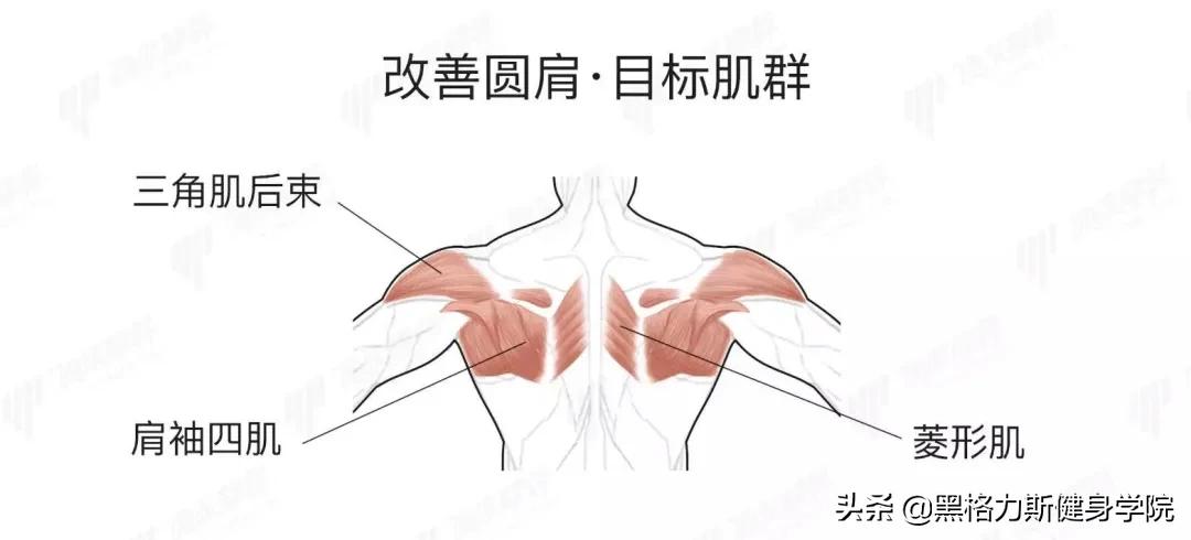 天生小骨架怎么增肥,骨架宽没肉怎么练