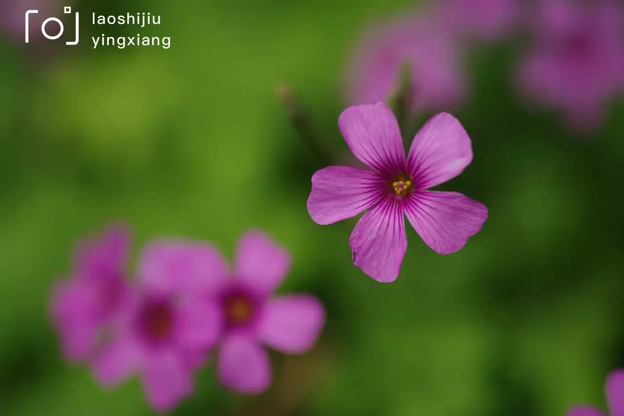 似水流年初中散文阅读,似水年华优美散文