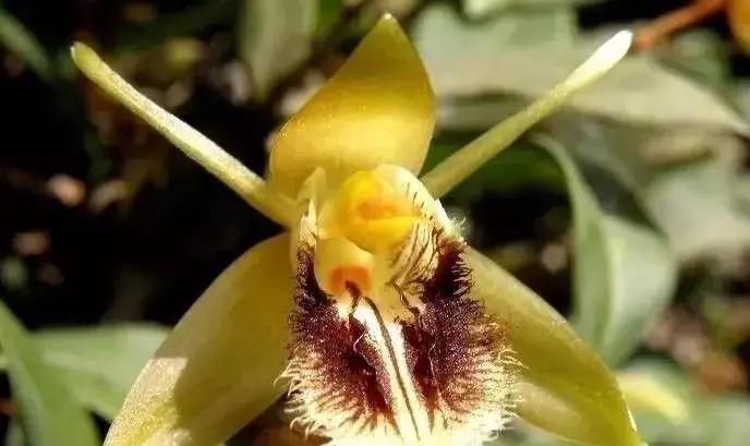 五种最具欣赏价值的兰花,欣赏史上最全的兰花