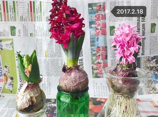 水培郁金香花期过后怎么处理叶子,4种花适合新手养漂亮好养