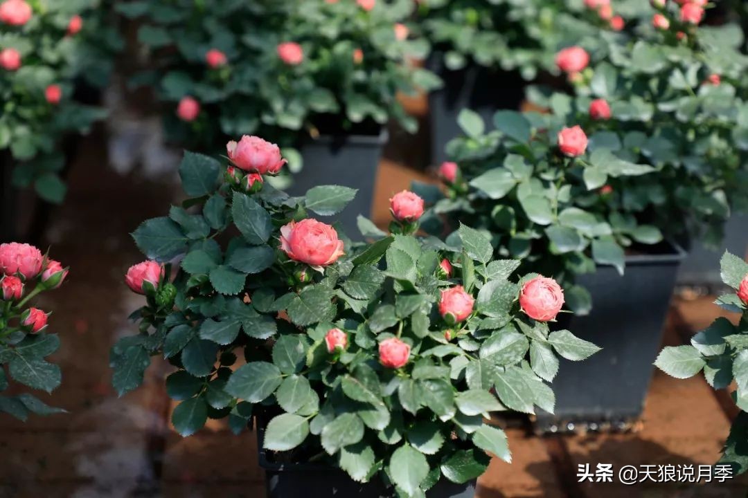 都说“最美人间四月天”，应该就是月季开花的模样吧！