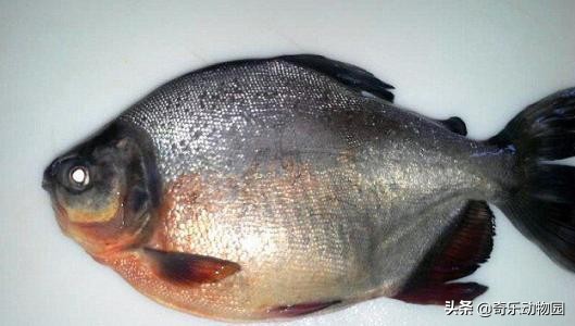 热带雨林亚马逊河食人鱼,亚马逊河的食人鱼吃人吗