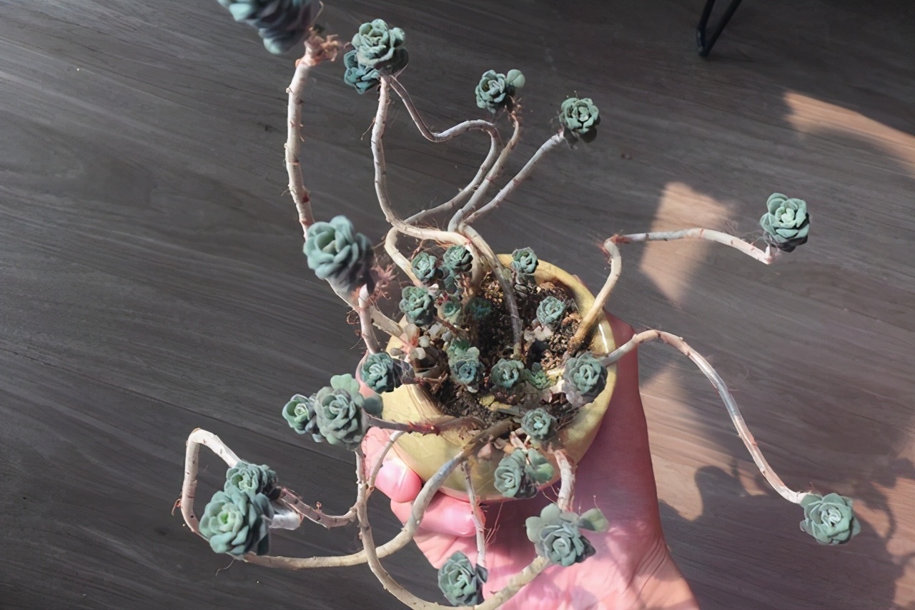 10种多肉天生爱徒长，不能“宠”着养，虐一虐才漂亮