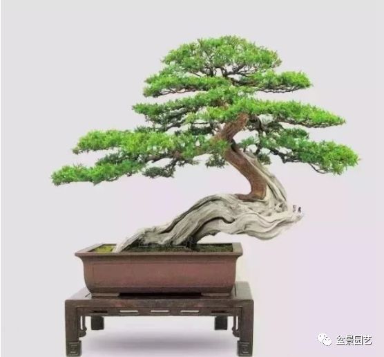 有哪些经典盆景树种,最值得收藏的六种盆景树种是哪些