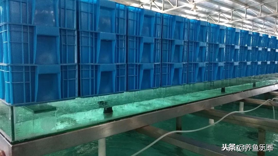 这位土豪家的渔场,光滤材就花了500多万,你确定不要见识一下?