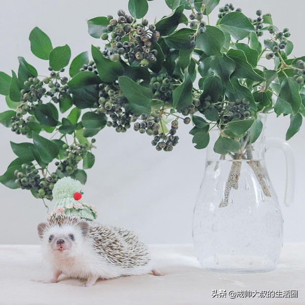 小刺猬到底有多可爱,很可爱的小刺猬有哪些